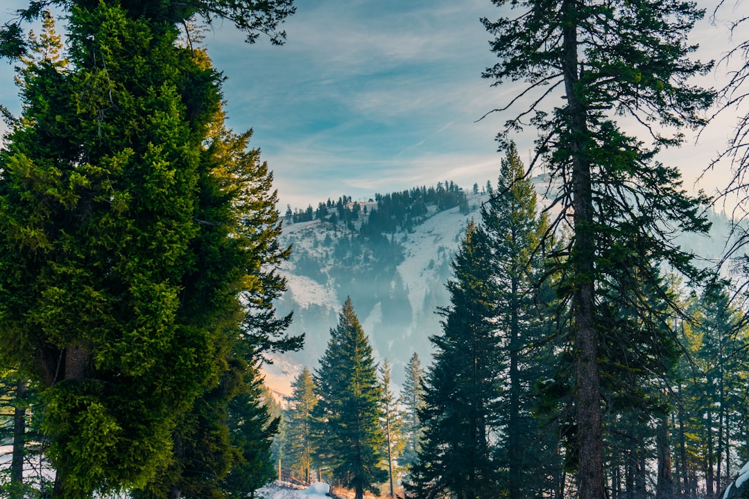 Photo Mountains, Forest